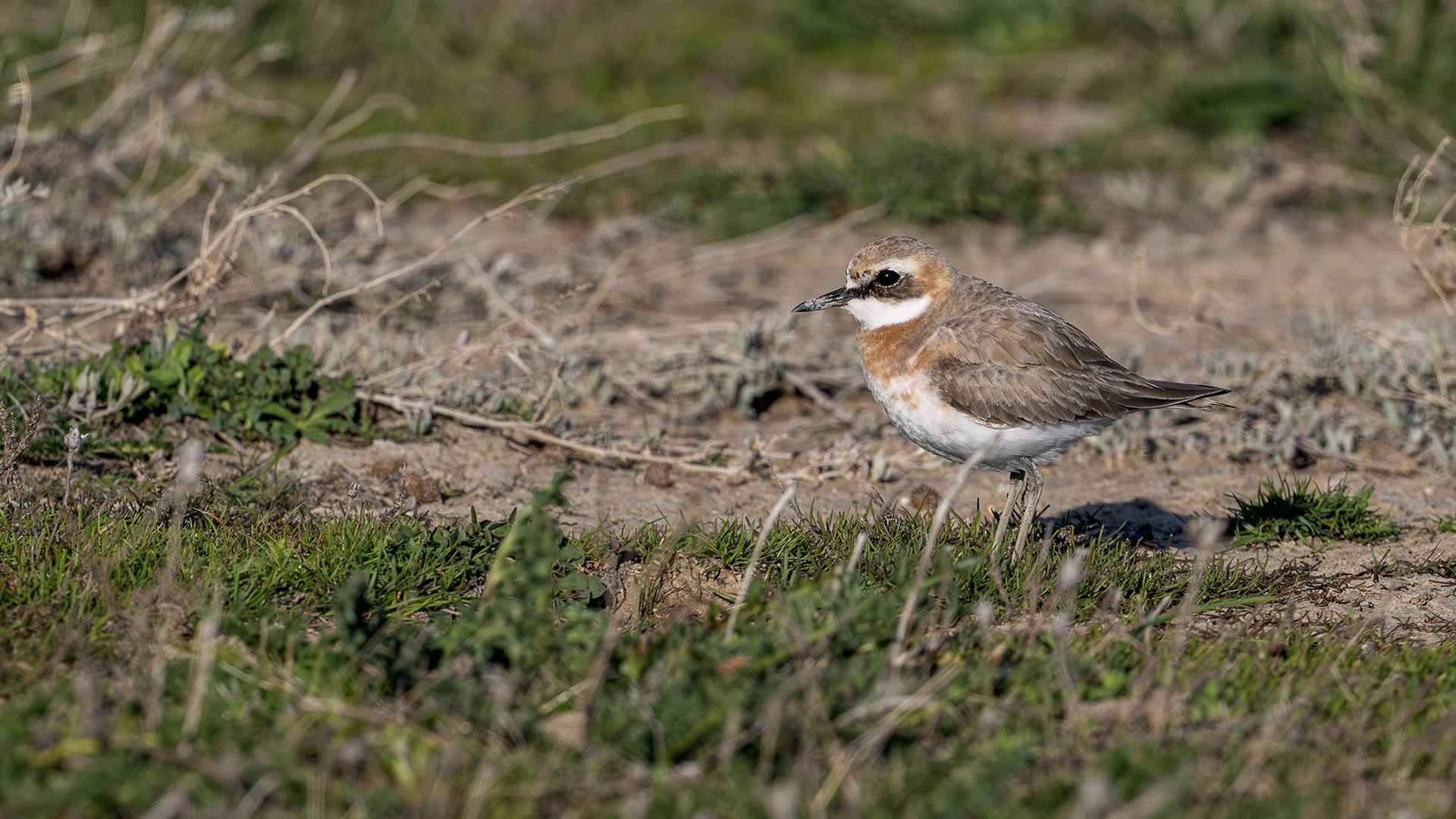 Greater Sand-Plover